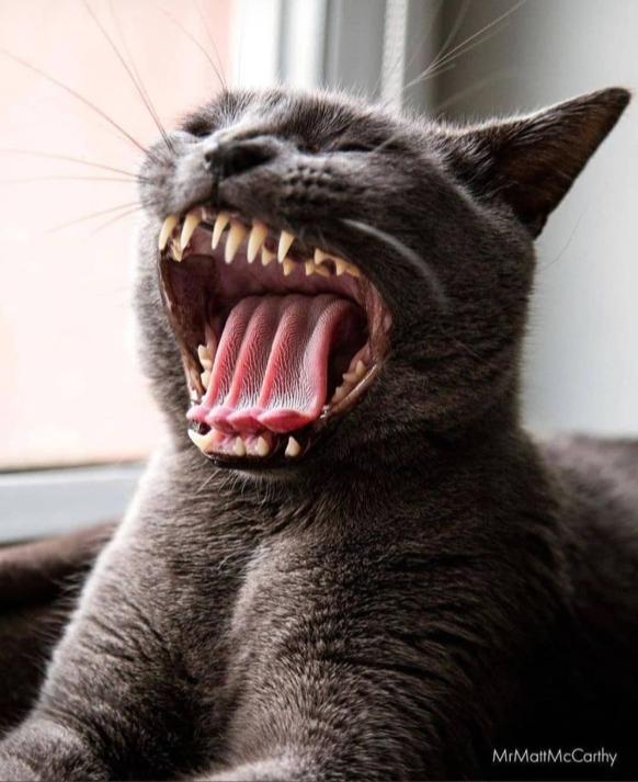 Deretan Foto-Foto Kucing berikut ini bikin kita pusing